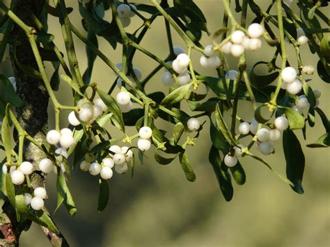 The Mythology of Mistletoe: A Medicinal Cast of Legend